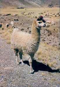 1997 Peru 11.jpg