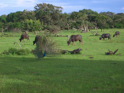 2003 Sri Lanka 32.jpg