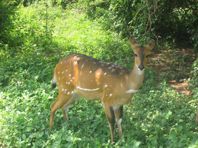 2004 Rwanda Uganda DRC 09.jpg