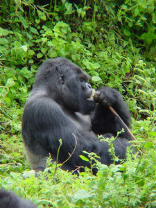 2004 Rwanda Uganda DRC 30.jpg