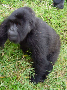 2004 Rwanda Uganda DRC 33.jpg