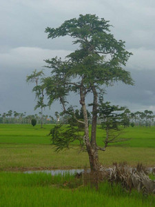 2005 Cambodia Thailand 37.jpg