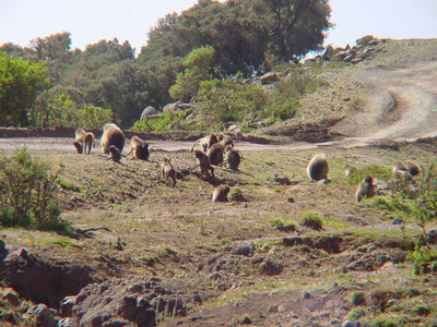 2007 Ethiopia 38.jpg